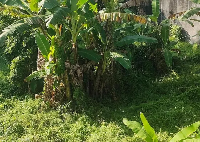 Budha Arjuna Ubud